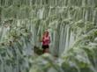 11th Annual Harvest Stompede Vineyard Run & Walk plus Wine Trail...